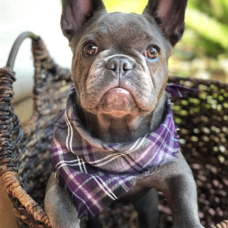 - Solid wood cat climbing frame customizedFrayed Buffalo Purple Plaid Dog Bandana by Scamps - Solid wood cat climbing frame customizedFrayed Buffalo Purple Plaid Dog Bandana by Scamps