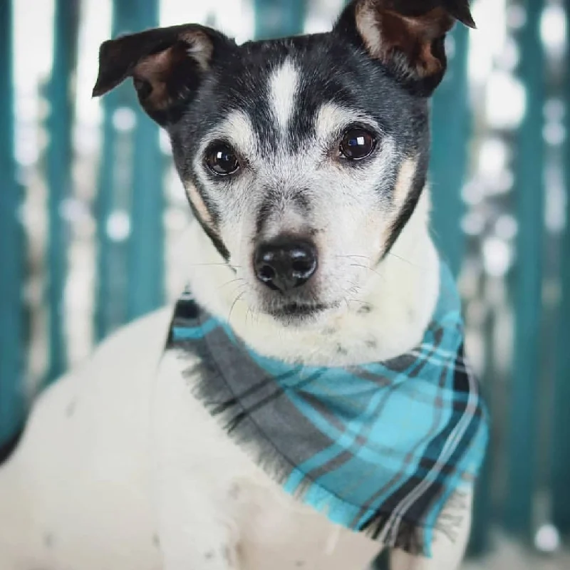 - ​​Pet toys under    yuanFrayed Buffalo Blue Plaid Dog Bandana by Scamps