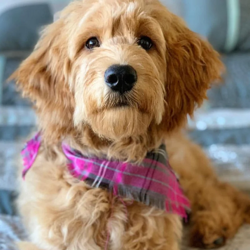 - Natural latex pet mattressFrayed Buffalo Pink Plaid Dog Bandana by Scamps