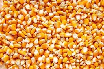 - Foldable and portable cat bagOrg Popcorn Yellow Bulk (per lb)